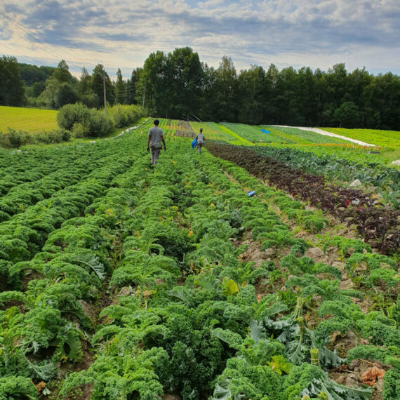 Grönkål, 8 knippen á 250-300g