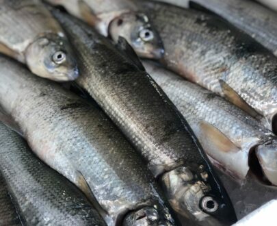 Fisk