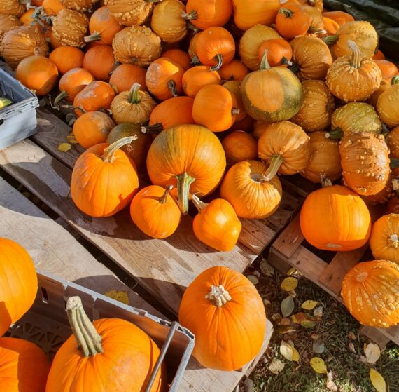 Halloweenpumpa från 10-15 kg/låda 10-100kg